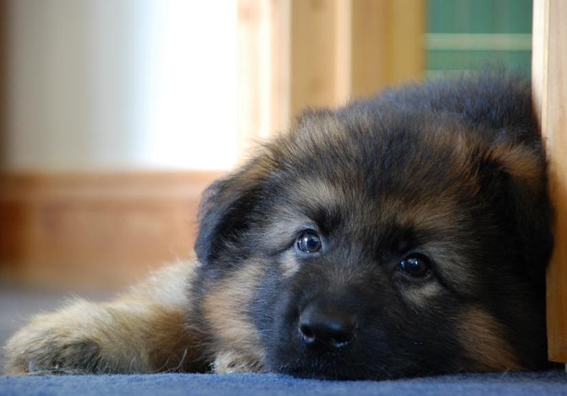 Pup